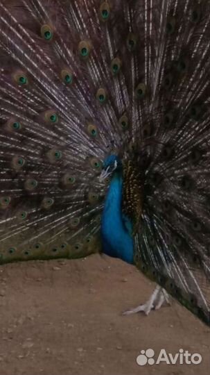 Павлин индийский