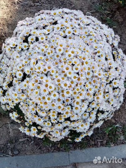 Хризантемы мультифлора