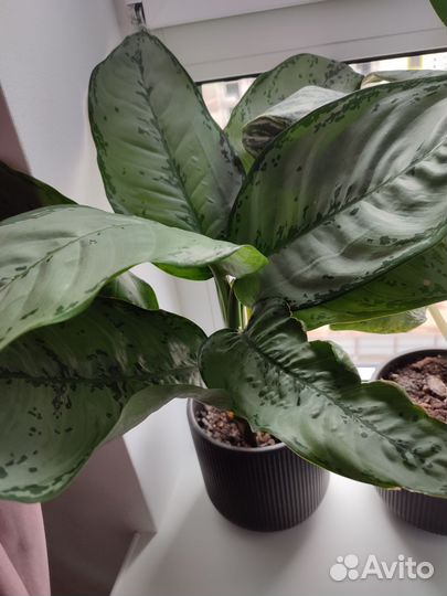 Аглаонемы lemon mint, kei laim, Фридман, Призрак