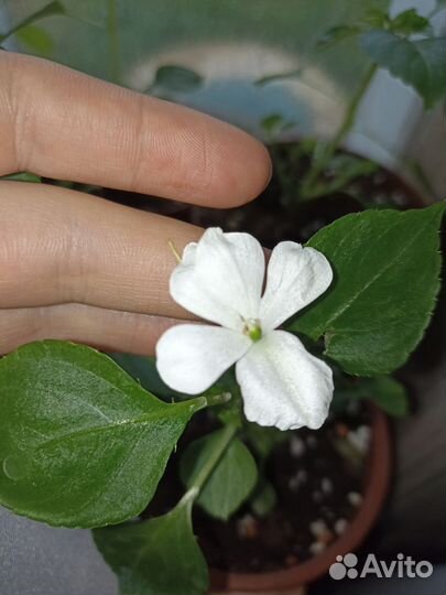 Комнатные растения