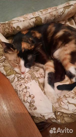 Кошка в добрые руки