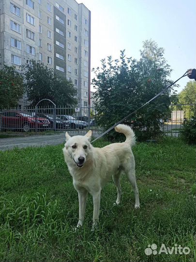Хороший мальчик ищет дом