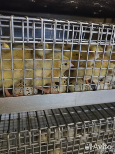 Цыплята перепела Техасский утяжелённый