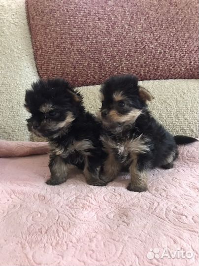 Мини малышки