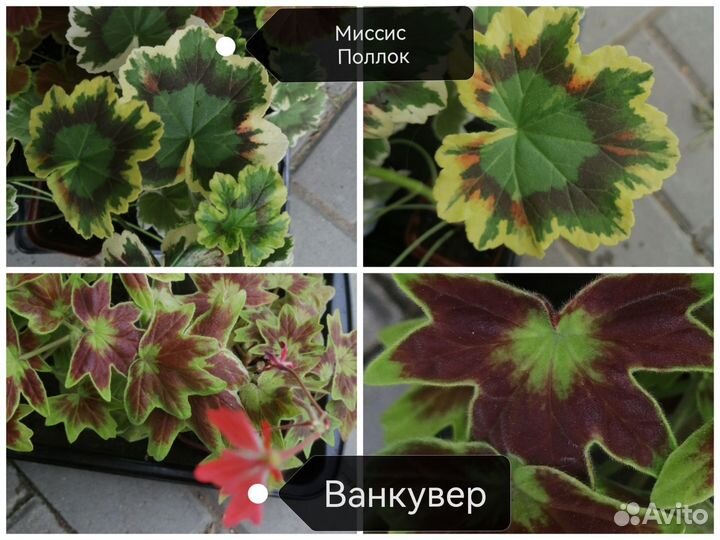 Пеларгония Ванкувер, м. Полок, Хэппи Тач