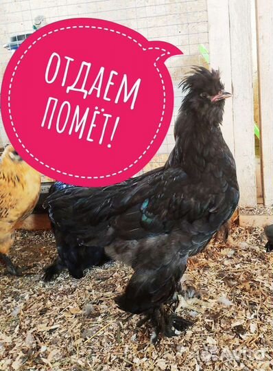 Отдаем помёт и навоз