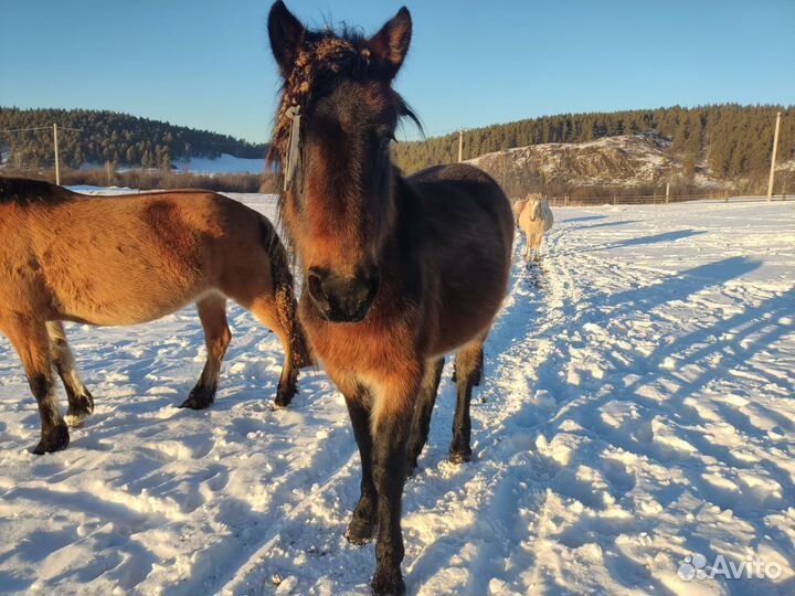 Жеребчик, 2023 года рождения