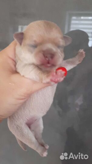 Изабеловая девочка