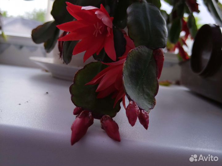 Декабрист красный