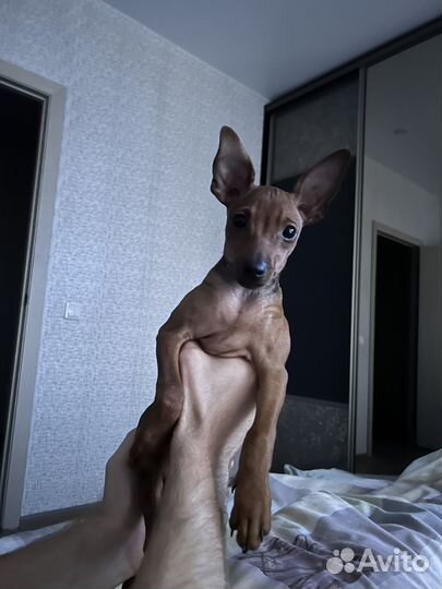 Цвергпинчер мальчик