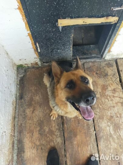 Немецкая овчарка