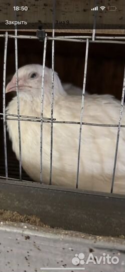 Яйца перепелиные белый гигант