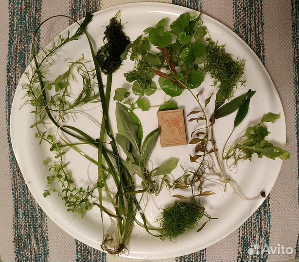 Аквариумные растения