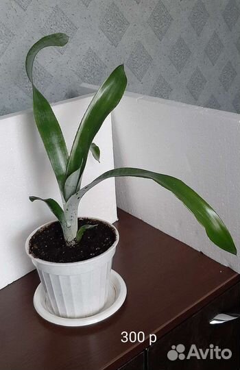 Комнатные растения