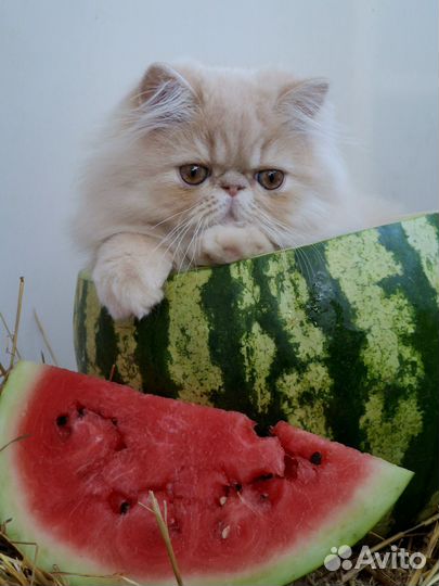 Персидские котята