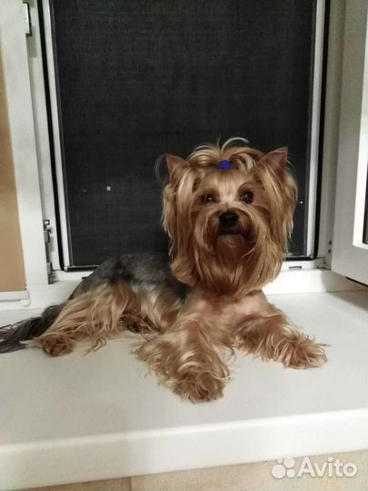 Йоркширский терьер