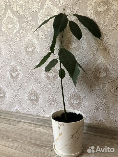 Авокадо дерево