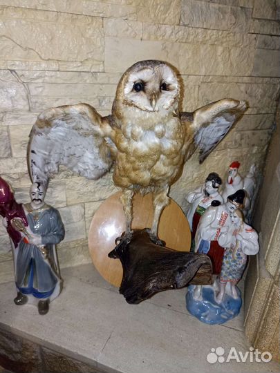 Таксидермия