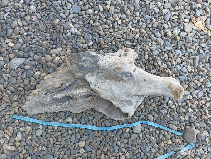 Дрифтвуд коряги морской декор