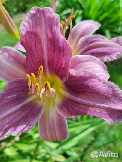 Лилии,астильба,гортензия,сирень,флоксы