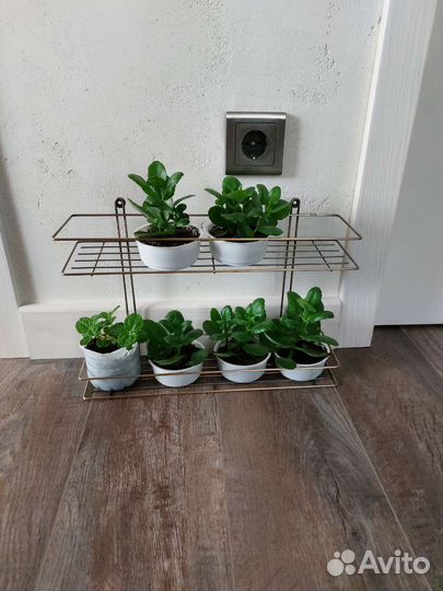 Каланхоэ каландива