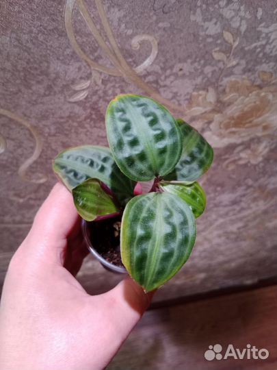 Комнатные растения. Традесканции