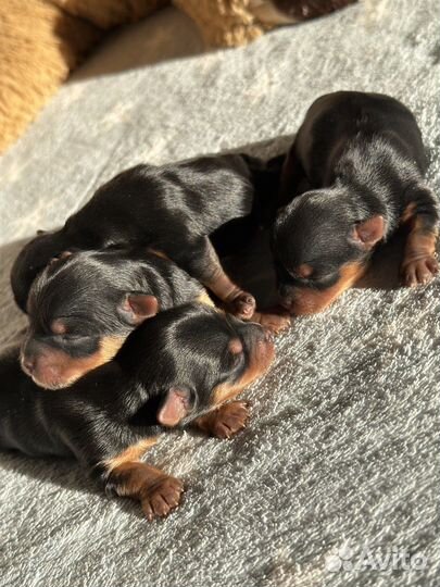 Йоркширский терьер