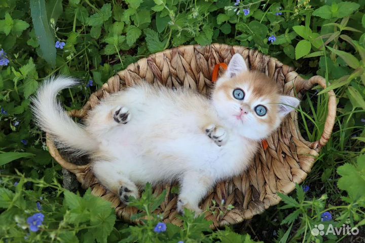 Британская кошка золотая шиншила