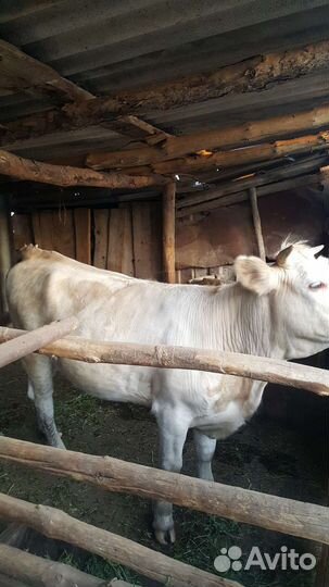 Поросята-1,5 мес, тёлка 1,5 года