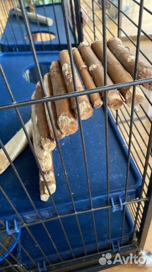 Клетка и шиншиллы