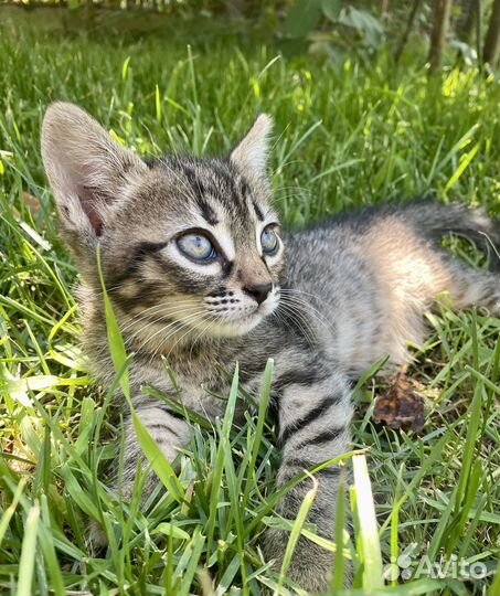 Котята в добрые руки, котенок бесплатно