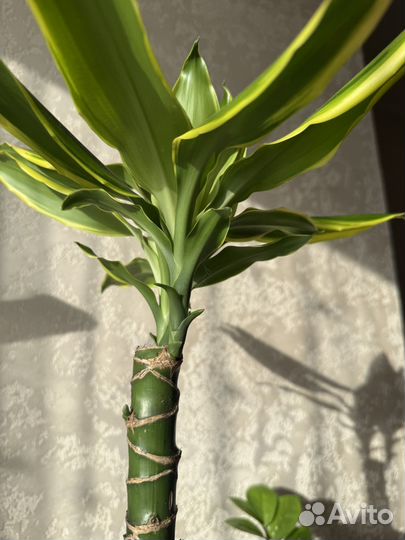 Драцена Голден Кост