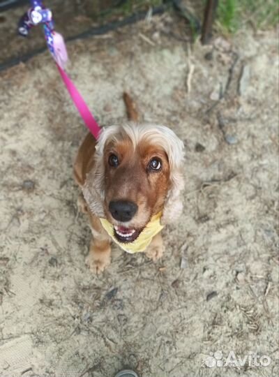 Вязка собаки