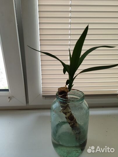 Комнатные цветы юкка