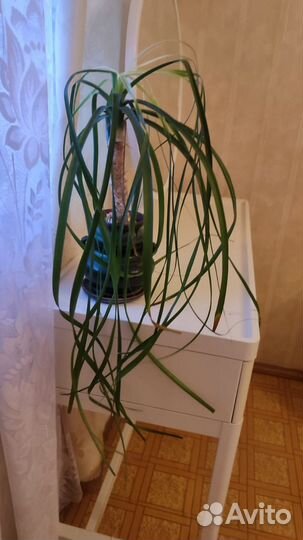 Бокарнея отогнутая