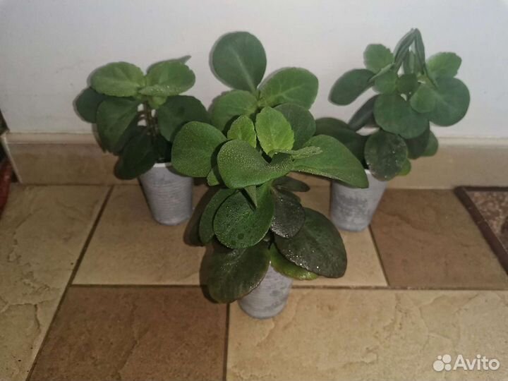 Каланхоэ красное