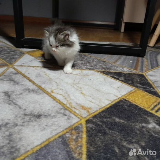 Кошка турецкая ангора