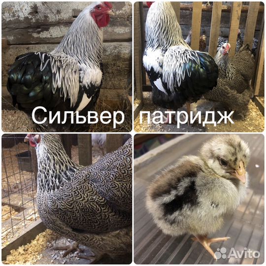Виандот цыплята