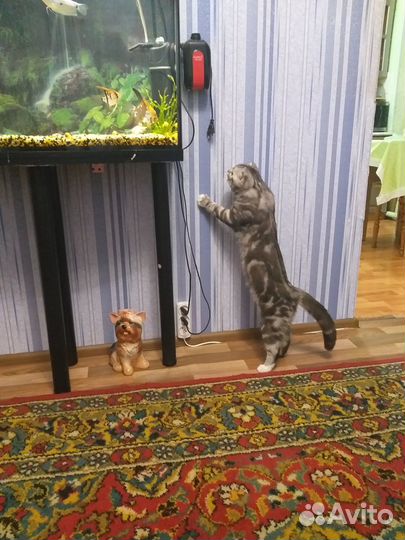 Шотландский кот вязка
