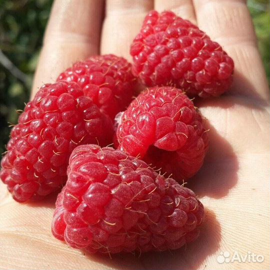 Саженцы малины Шапка мономаха