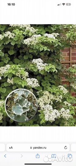 Гортензия черешковая (плетистая) Take a Chance