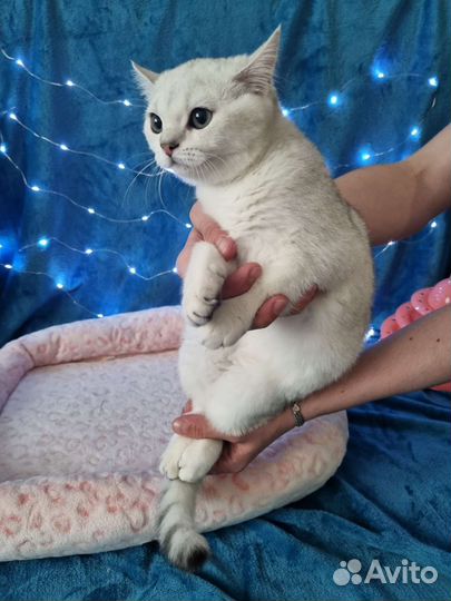 Британский котенок серебристая шиншилла