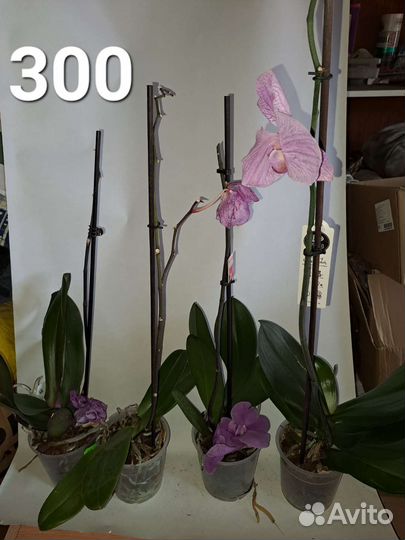 Орхидеи