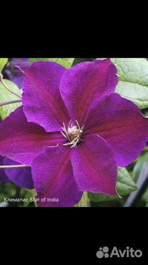 Клематисы (сорта на фото)