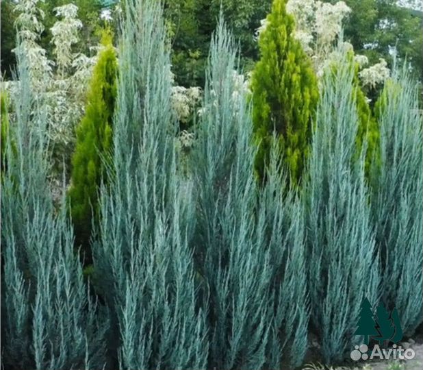 Можжевельник блю эрроу артикул a-2072