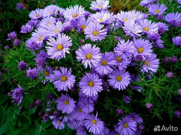 Астры многолетние сентябринки