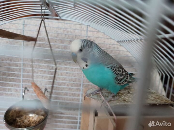 Волнистый попугай с клеткой