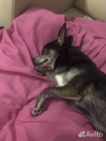 Передержка животных