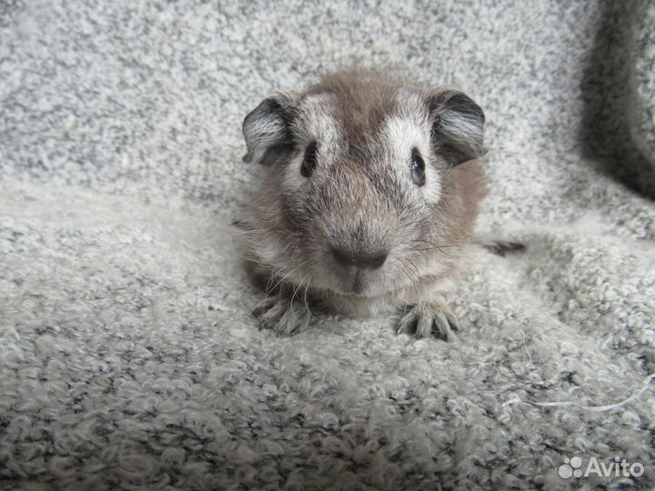 Морские свинки