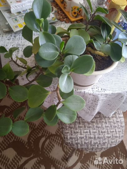 Комнатные цветы